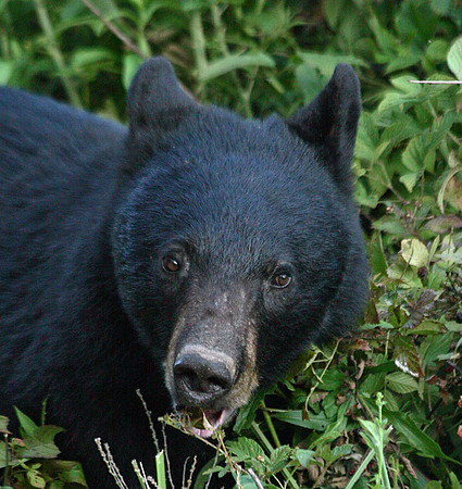 Female Black Bear - Smoky Mountains