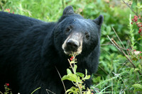 Female Black Bear - Smoky Mountains