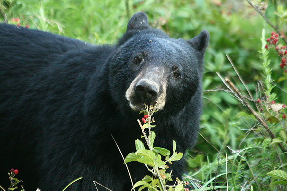 Female Black Bear - Smoky Mountains