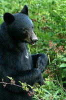 Female Black Bear - Smoky Mountains