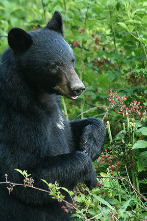 Female Black Bear - Smoky Mountains