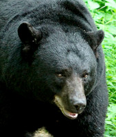 Male Black Bear - Smoky Mountains