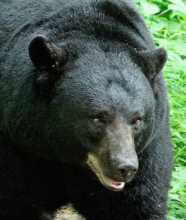 Male Black Bear - Smoky Mountains