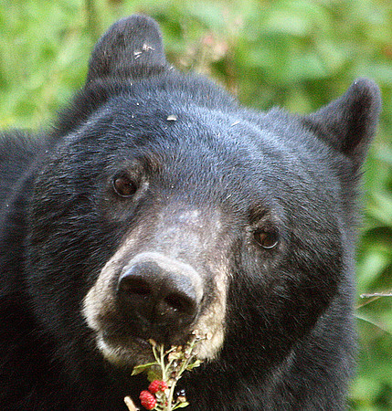 Female Black Bear - Smoky Mountains