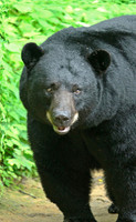 Male Black Bear - Smoky Mountains