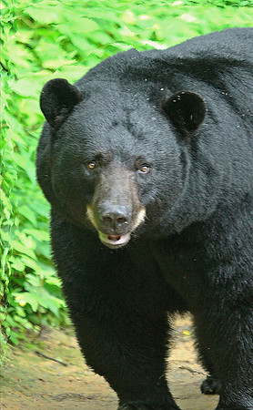 Male Black Bear - Smoky Mountains