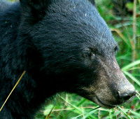 Female Black Bear - Smoky Mountains