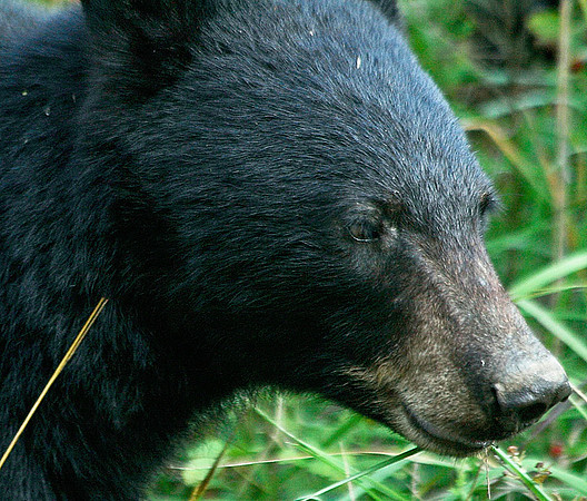 Female Black Bear - Smoky Mountains