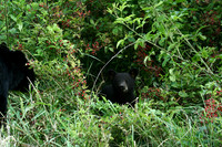 Baby Black Bear - Smoky Mountains