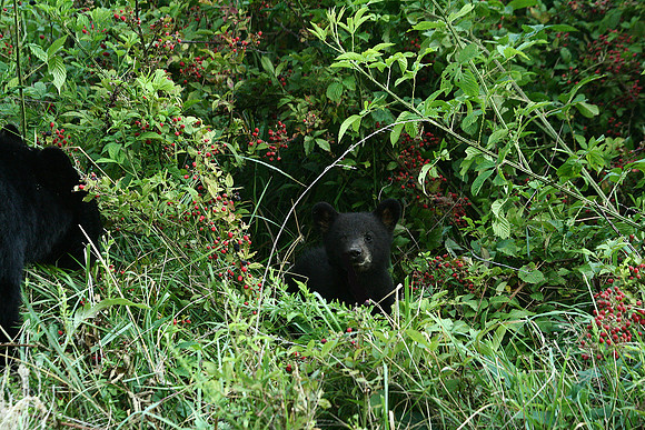 Baby Black Bear - Smoky Mountains