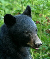 Female Black Bear - Smoky Mountains
