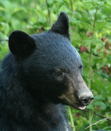 Female Black Bear - Smoky Mountains