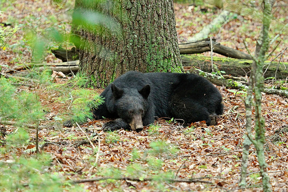 Female Black Bear - Smoky Mountains