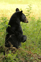 Female Black Bear - Smoky Mountains