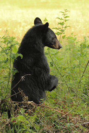 Female Black Bear - Smoky Mountains