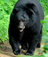 Male Black Bear - Smoky Mountains