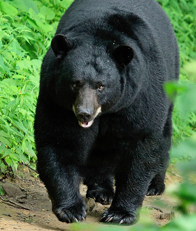 Male Black Bear - Smoky Mountains
