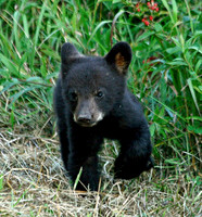 Black Bear Cub - Smoky Mountains