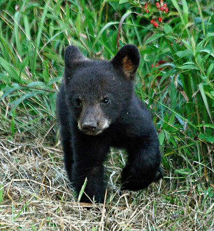 Black Bear Cub - Smoky Mountains