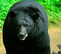 Male Black Bear - Smoky Mountains