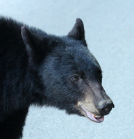 Female Black Bear - Smoky Mountains