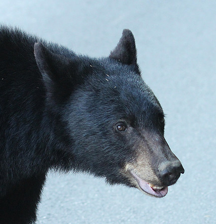 Female Black Bear - Smoky Mountains