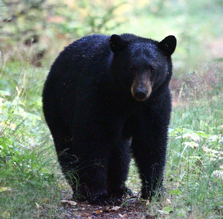 Black Bear - Glacier
