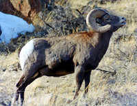 Bighorn Sheep - Rocky Mountain NP