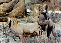 Bighorn Sheep - Rocky Mountain NP