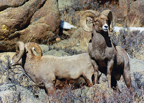 Bighorn Sheep - Rocky Mountain NP