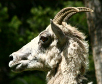 Bighorn Sheep - Yellowstone