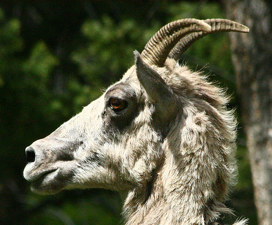 Bighorn Sheep - Yellowstone