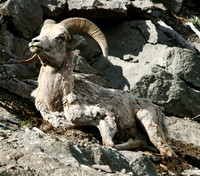 Bighorn Sheep - Yellowstone