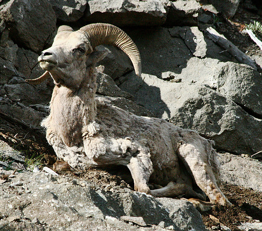 Bighorn Sheep - Yellowstone
