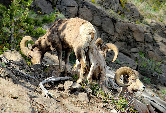 Bighorn Sheep - Yellowstone