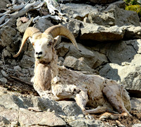 Bighorn Sheep - Yellowstone