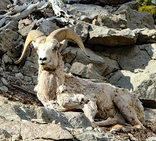 Bighorn Sheep - Yellowstone