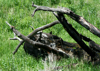 Chipmunk - Yellowstone