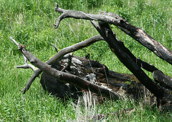 Chipmunk - Yellowstone