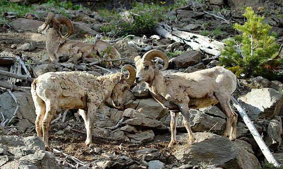Bighorn Sheep - Yellowstone