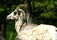 Bighorn Sheep - Yellowstone
