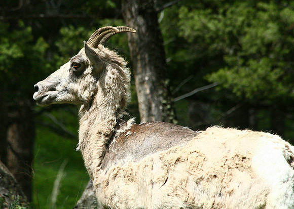 Bighorn Sheep - Yellowstone