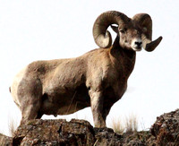 Bighorn Sheep - National Bison Range