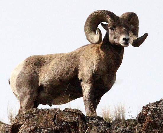 Bighorn Sheep - National Bison Range