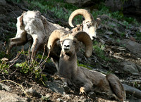 Bighorn Sheep - Yellowstone