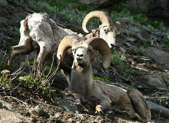 Bighorn Sheep - Yellowstone