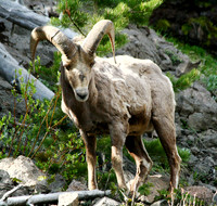 Bighorn Sheep - Yellowstone
