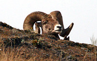 Bighorn Sheep - National Bison Range