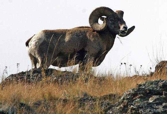 Bighorn Sheep - National Bison Range