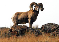 Bighorn Sheep - National Bison Range